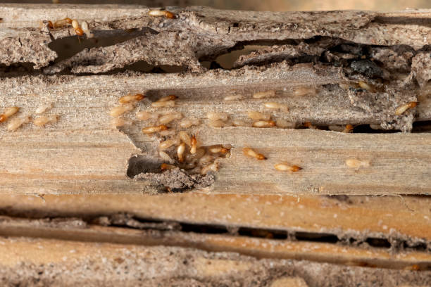 Trusted Bertsch Oceanview, CA Pest Control Experts